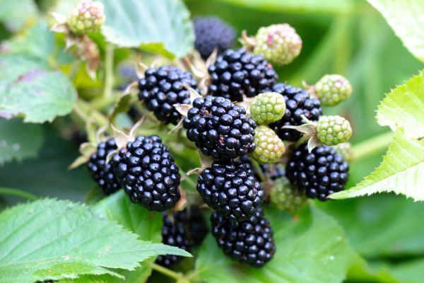 Blackberry Bush Removal in State College