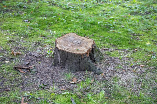Bush Stump Removal in State College