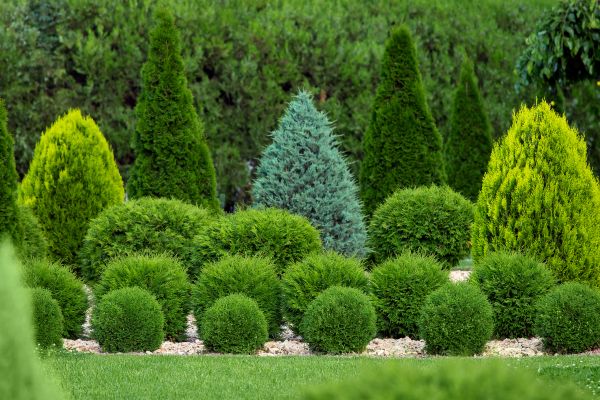 Bush Trimming Service in State College