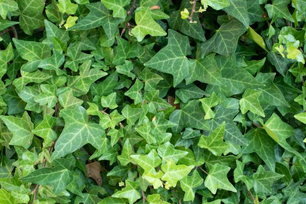 English Ivy Removal in State College