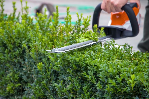 Hedge Pruning in State College
