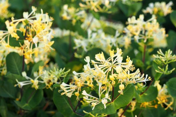 Honeysuckle Removal in State College
