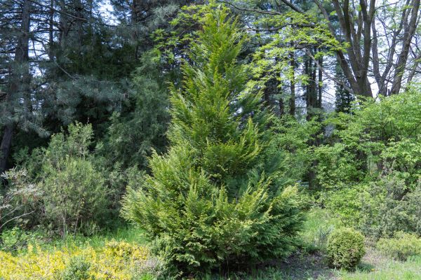 Juniper Pruning in State College
