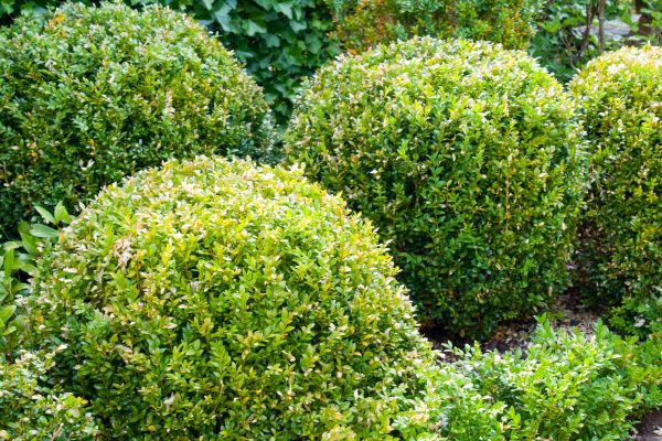 Landscape Trimming Service in State College