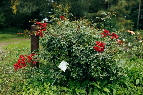 Rose Bush Removal in State College