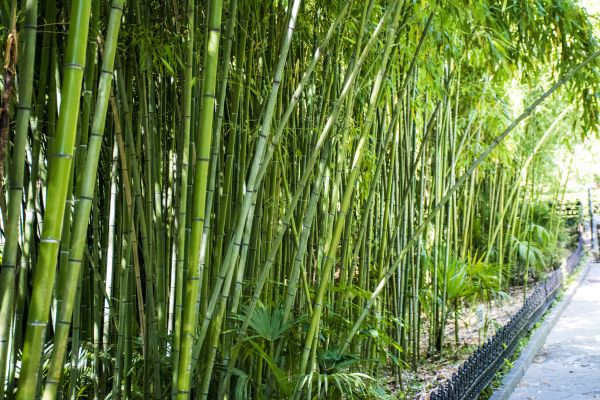 Bamboo Root Removal in State College