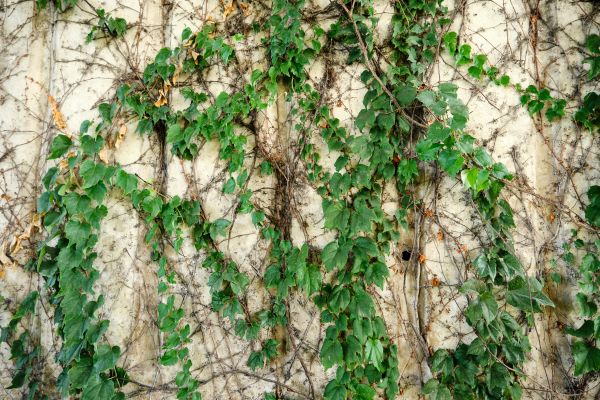 Vine Removal Service in State College
