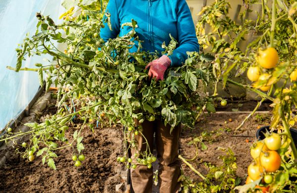 Garden Plant Removal in State College