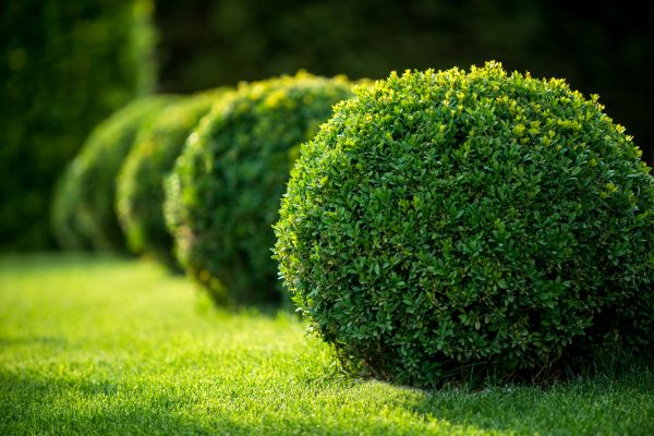 Cost of Bush Pruning in State College