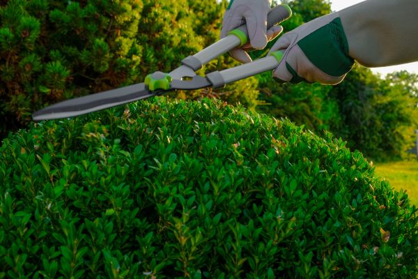 Topiary Shearing in State College