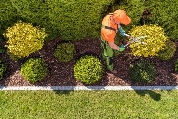 Topiary Trimming in State College