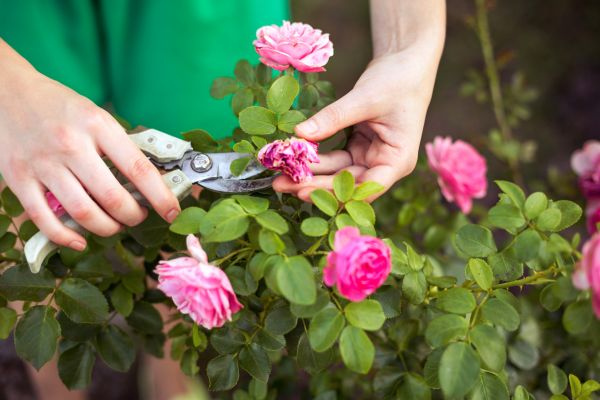 Rose Shearing in State College