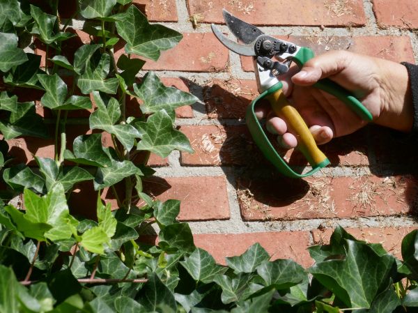 Ivy Removal Service in State College