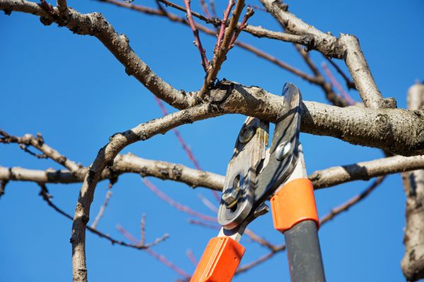 Selective Pruning in State College
