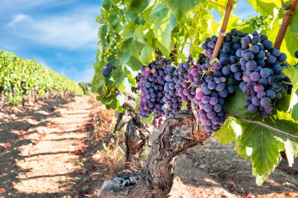 Cost of Grapevine Pruning in State College