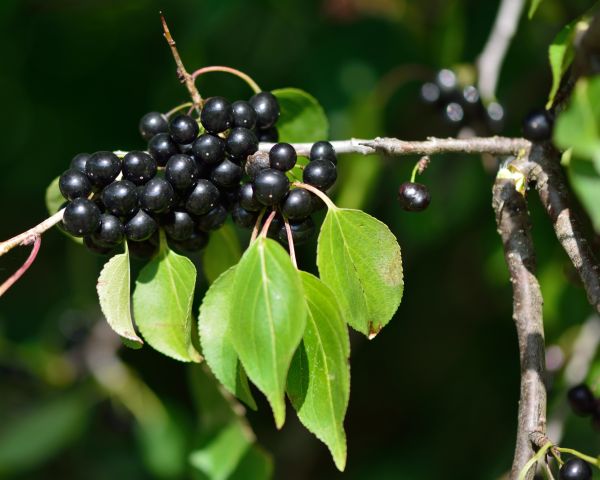 Buckthorn Removal in State College