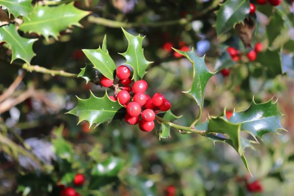 Holly Tree Trimming in State College