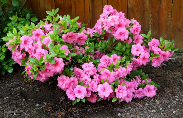 Azaleas Removal in State College