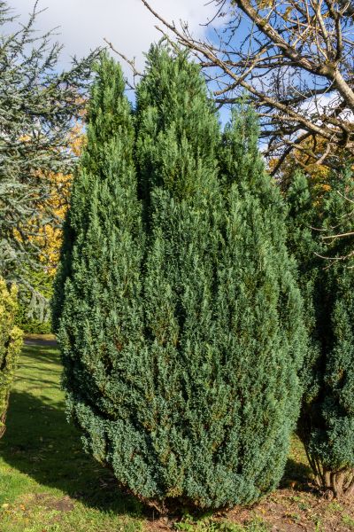 Juniper Trimming in State College