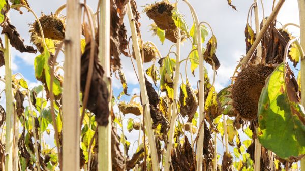 Dead Plant Removal in State College