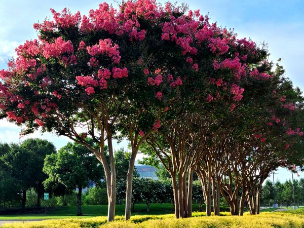 Cost of Crepe Myrtle Pruning in State College