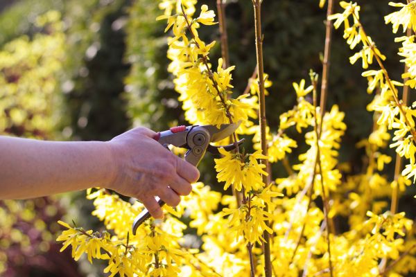 Forsythia Pruning in State College