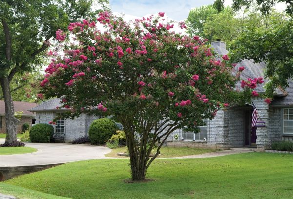 Crepe Myrtle Trimming in State College