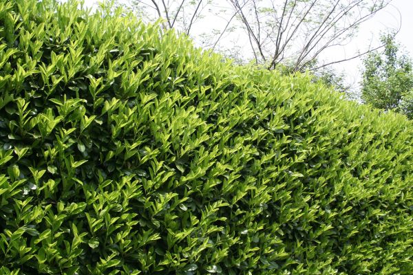 Laurel Shrub Removal in State College