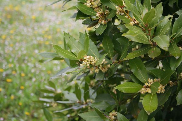 Laurel Trimming in State College
