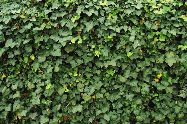 Ivy Pruning service in State College
