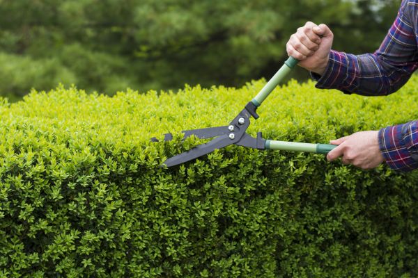 Evergreen Shrub Pruning in State College