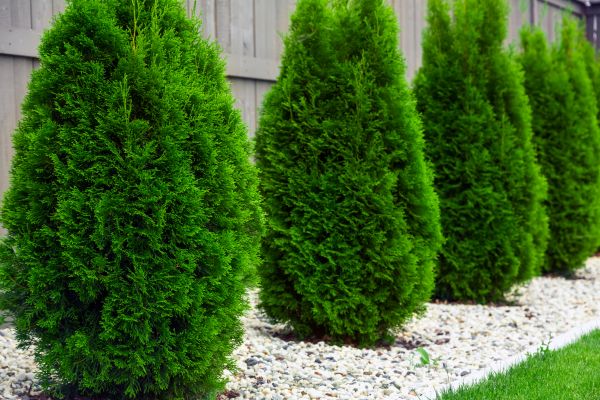 Arborvitae Shaping in State College