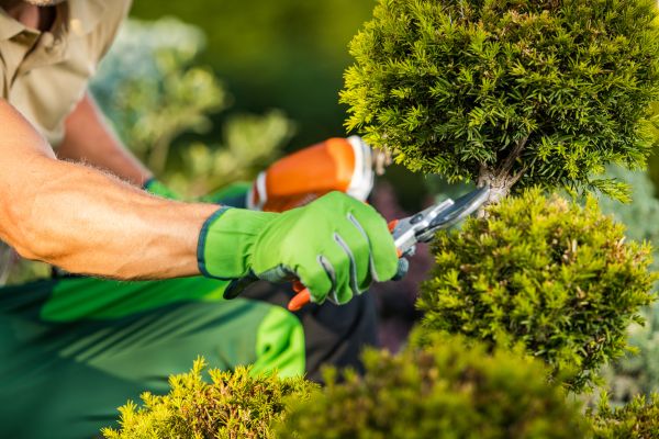 Landscape Pruning Service in State College