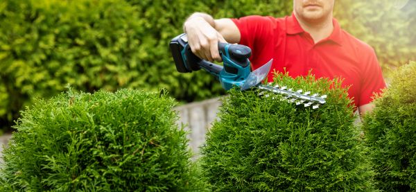 Hedge Shaping Service in State College