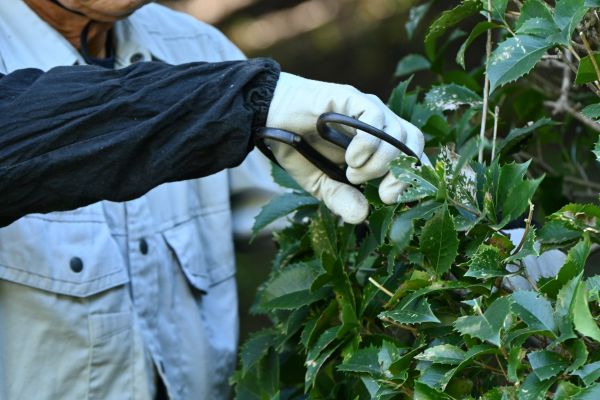 Holly Pruning in State College