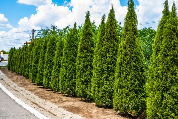 Arborvitae Shearing in State College