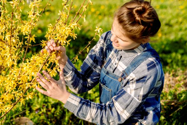 Forsythia Trimming in State College