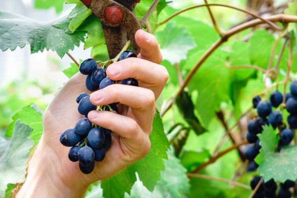 Vineyard Pruning in State College