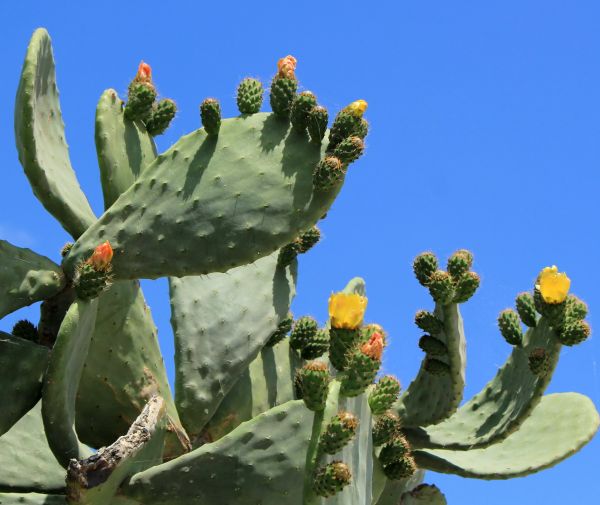 Cactus Removal in State College