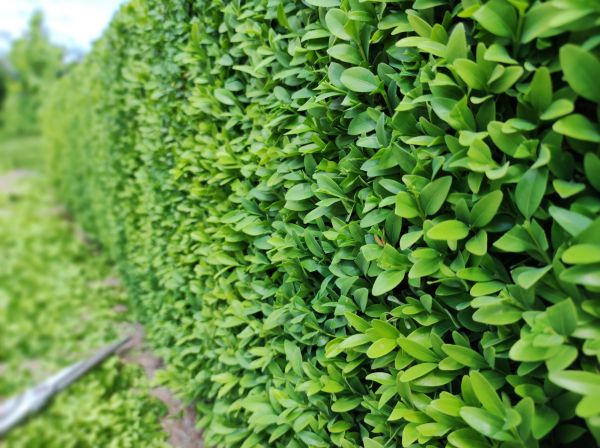 Cost of Boxwood Pruning in State College