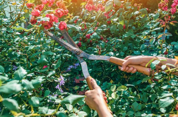 Knockout Roses Pruning in State College