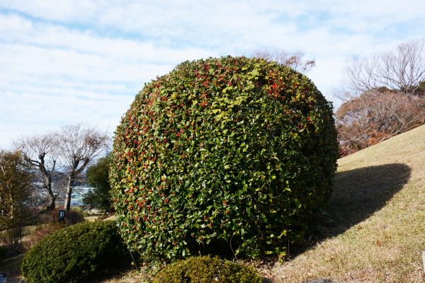 Holly Shrub Pruning in State College