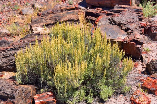 Sagebrush Removal in State College