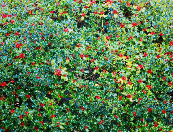 Holly Bush Removal in State College