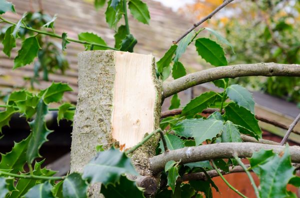 Holly Tree Removal in State College