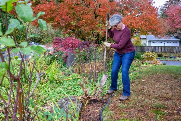 Dead Bush Removal in State College