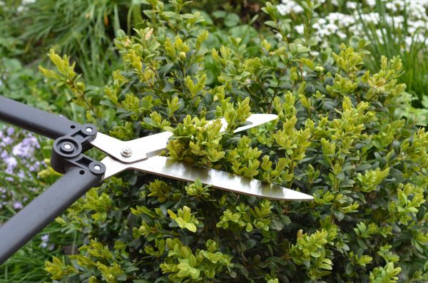 Cost of Boxwood Trimming in State College