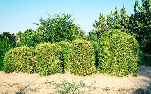 Bamboo Hedge Removal in State College