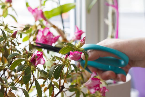 Azalea Pruning in State College