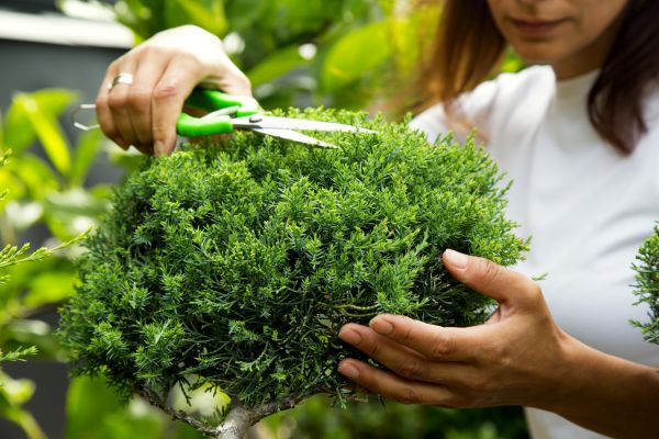 Juniper Shrub Pruning in State College